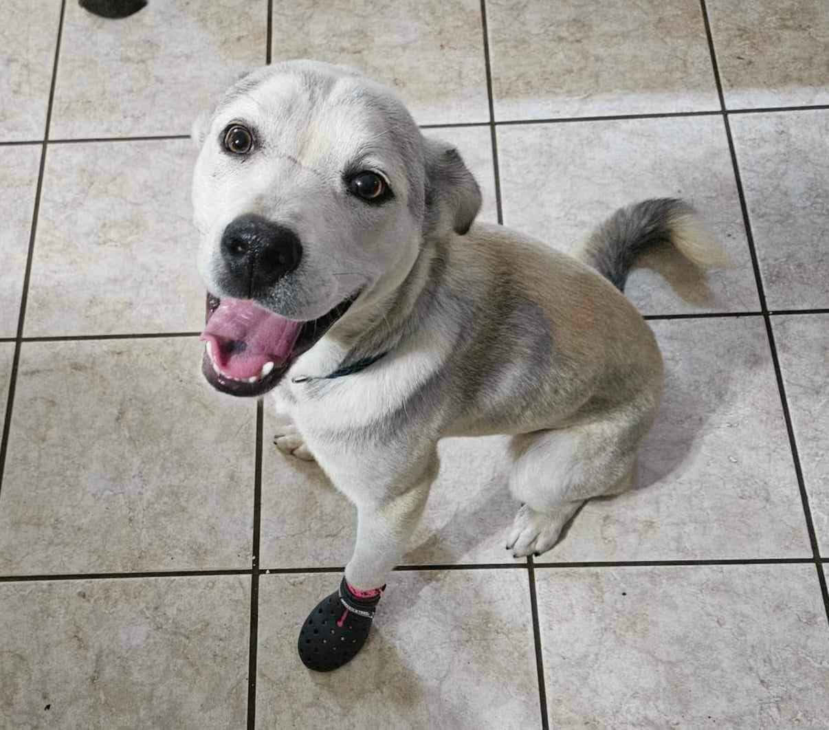 Theo (20240417-04), an adoptable Labrador Retriever in Iroquois Falls, ON, P0K 1E0 | Photo Image 5