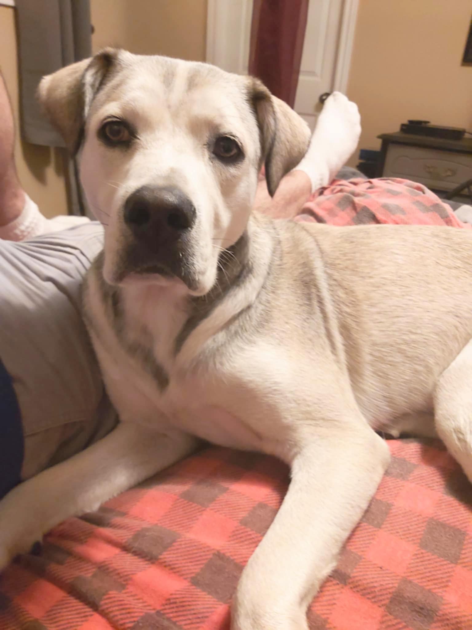 Theo (20240417-04), an adoptable Labrador Retriever in Iroquois Falls, ON, P0K 1E0 | Photo Image 2