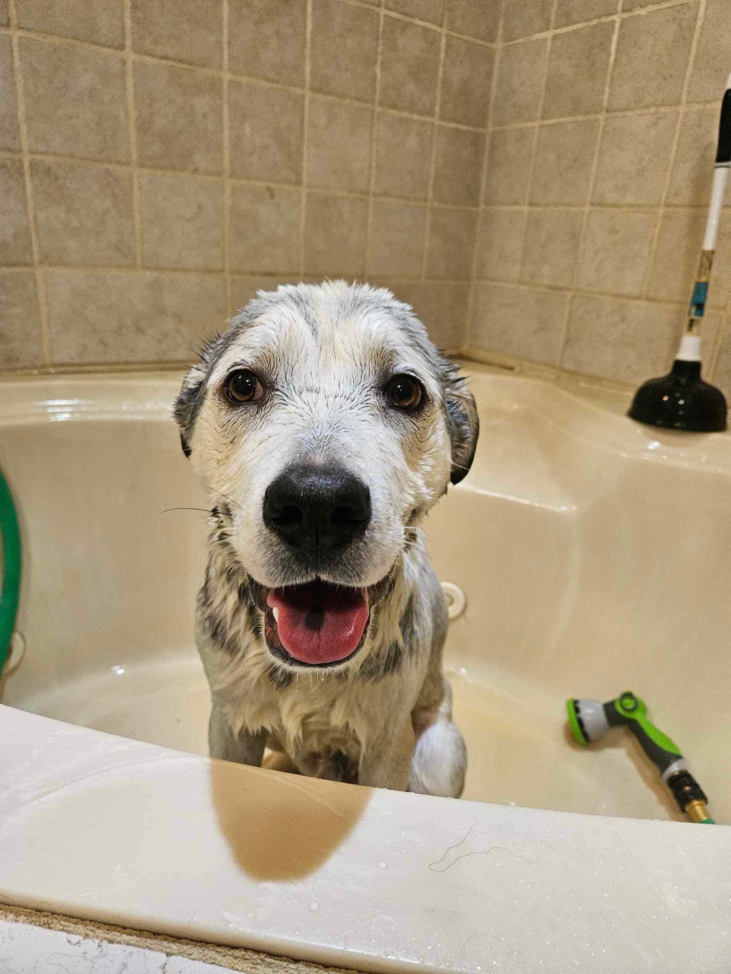 Theo (20240417-04), an adoptable Labrador Retriever in Iroquois Falls, ON, P0K 1E0 | Photo Image 6