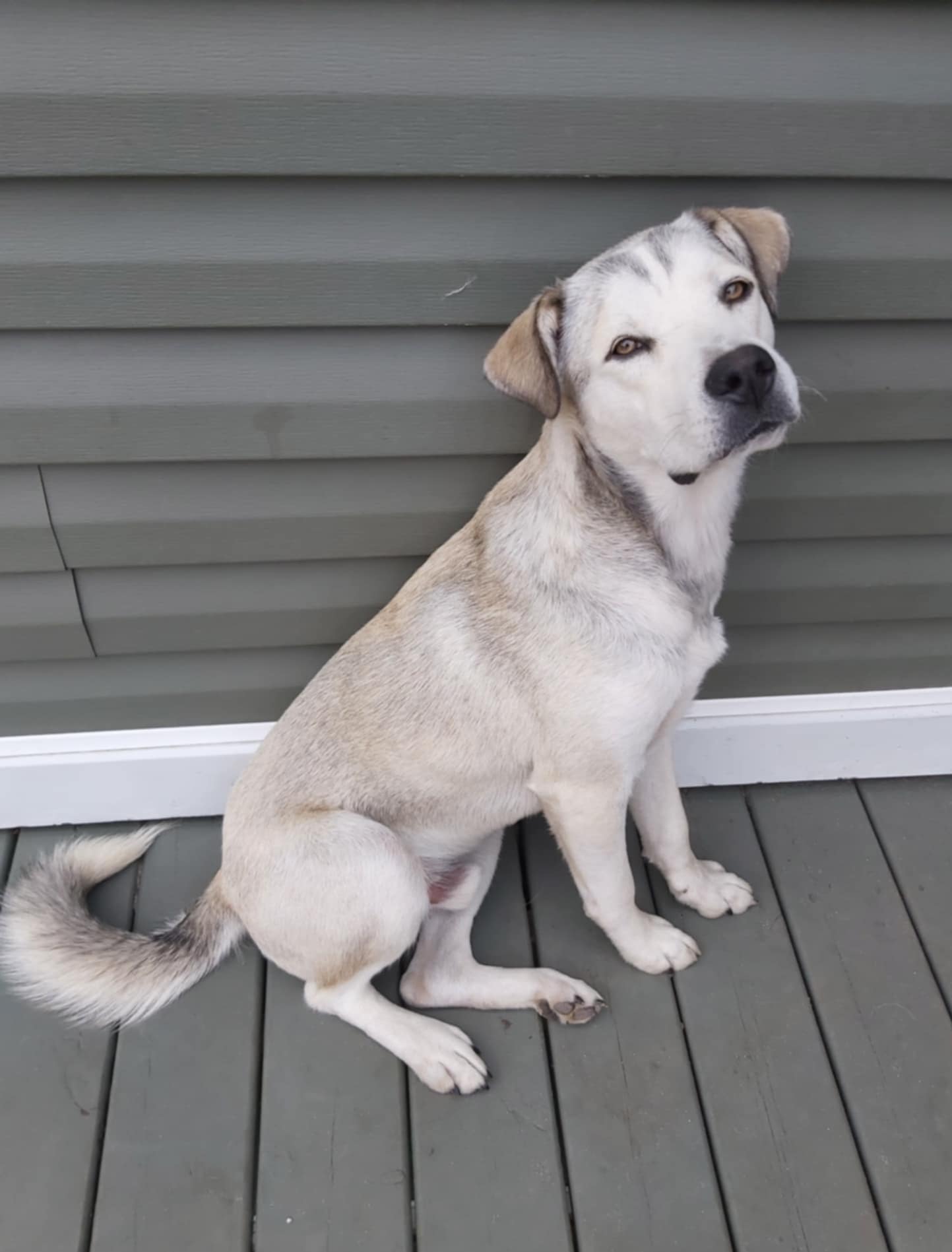 Theo (20240417-04), an adoptable Labrador Retriever in Iroquois Falls, ON, P0K 1E0 | Photo Image 1
