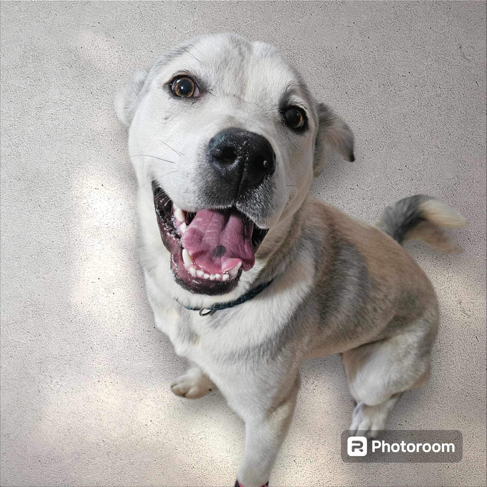 Theo (20240417-04), an adoptable Labrador Retriever in Iroquois Falls, ON, P0K 1E0 | Photo Image 4