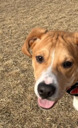 Oso, an adopted mixed breed in Hamilton, MT image 4/4