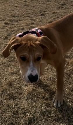 Oso, an adopted mixed breed in Hamilton, MT image 3/4