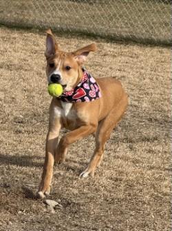 Oso, an adopted mixed breed in Hamilton, MT image 2/4