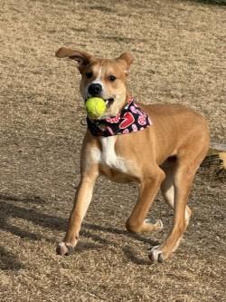 Oso, adopted, Young Male Boxer.