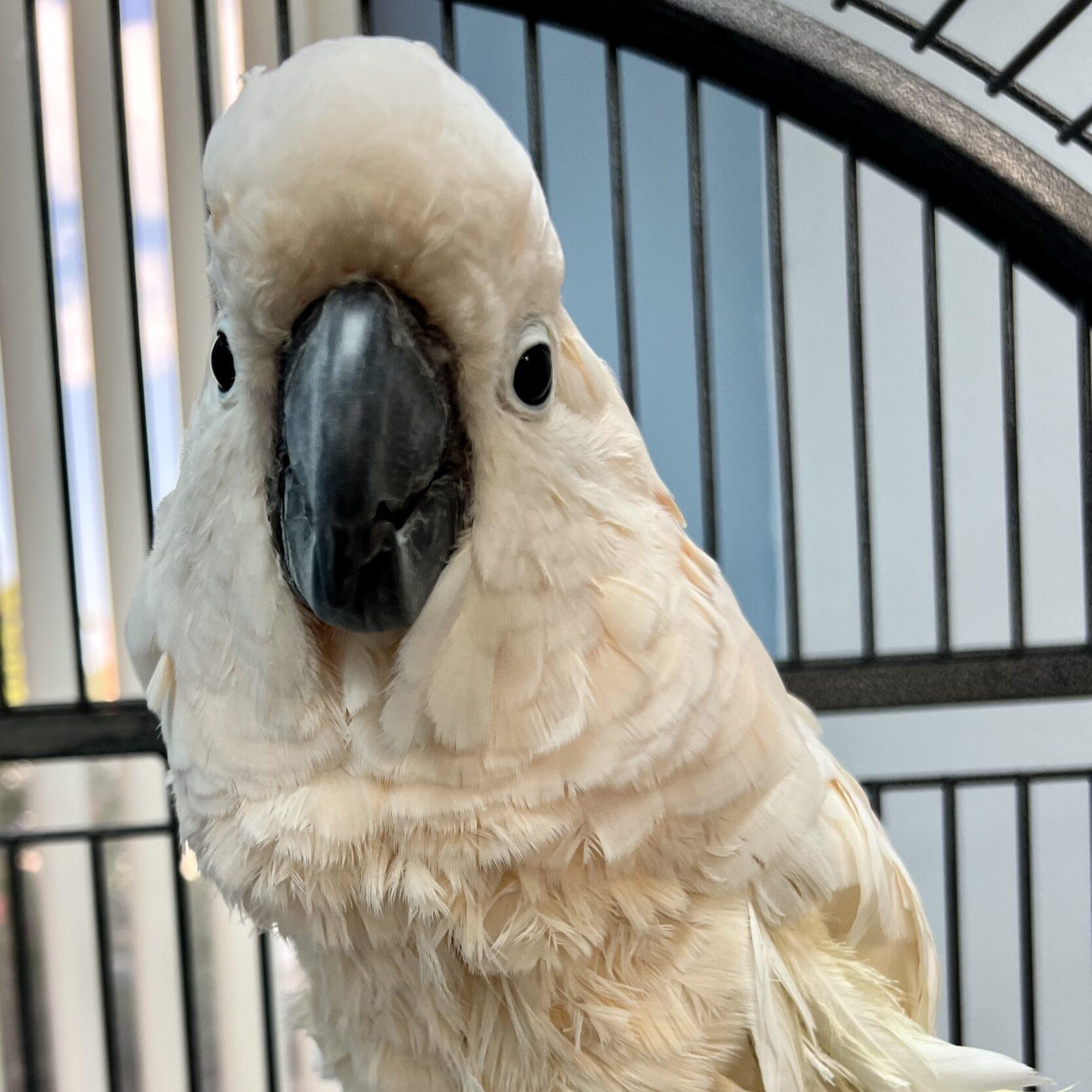 Enlarge Peaches The Moluccan Cockatoo, a Adoptable Cockatoo in Punta Gorda, FL image 1/1