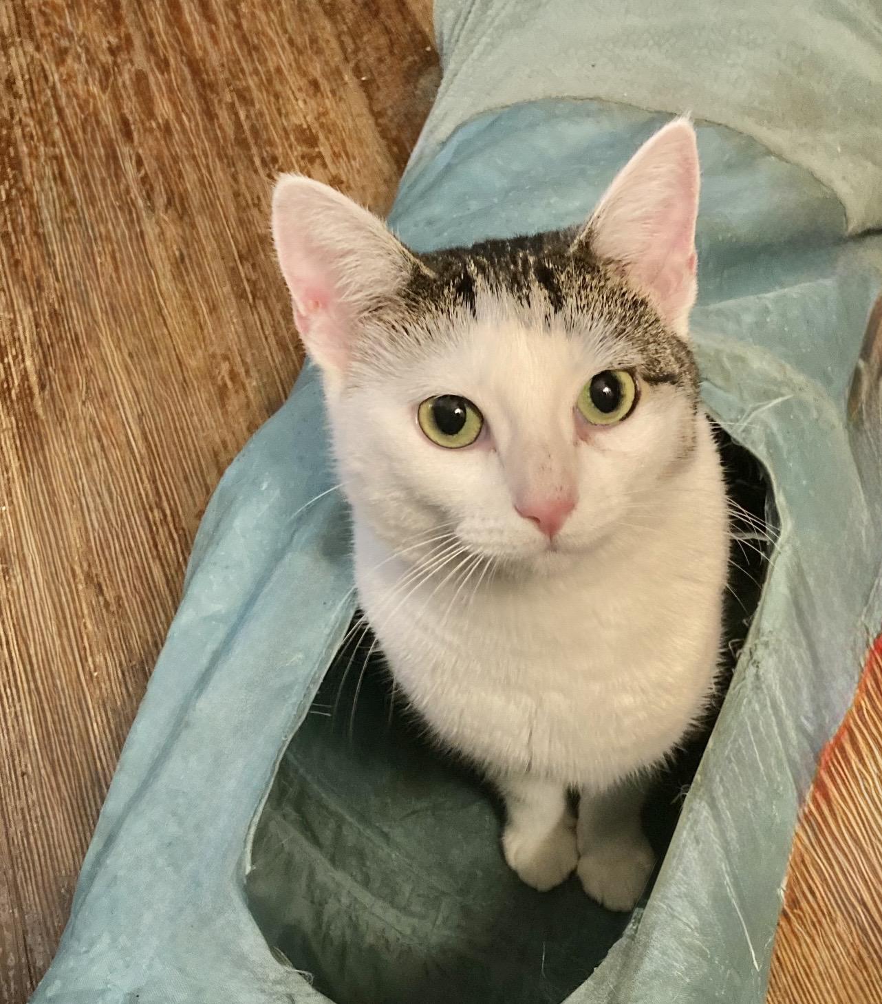 Willow , ADOPTABLE, Young Female American Shorthair.