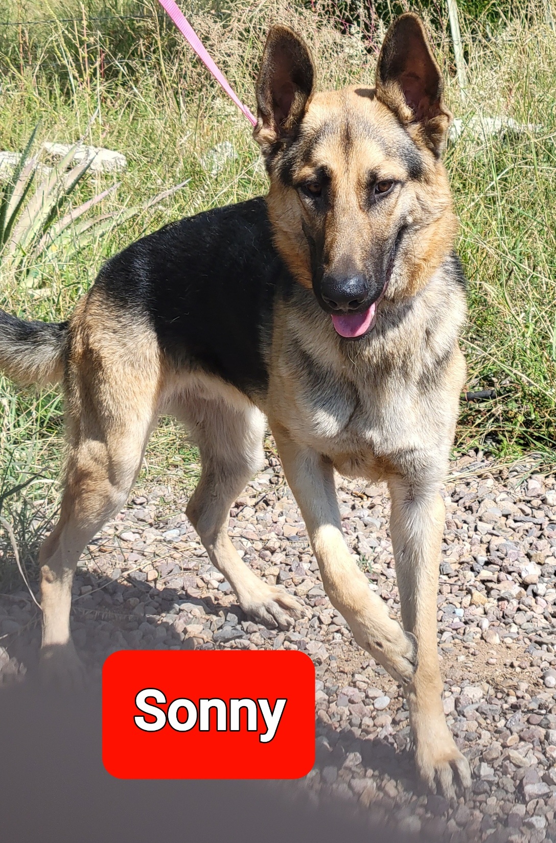 Sonny, a Adoptable German Shepherd Dog in Tucson, AZ image 4/4