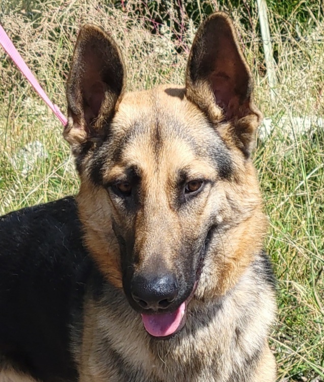 Sonny, a Adoptable German Shepherd Dog in Tucson, AZ image 1/4