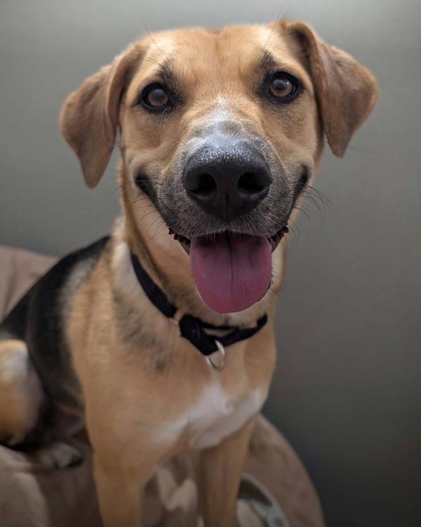 Eileen, Adoptable, Adult Female Shepherd & Australian Cattle Dog / Blue Heeler.