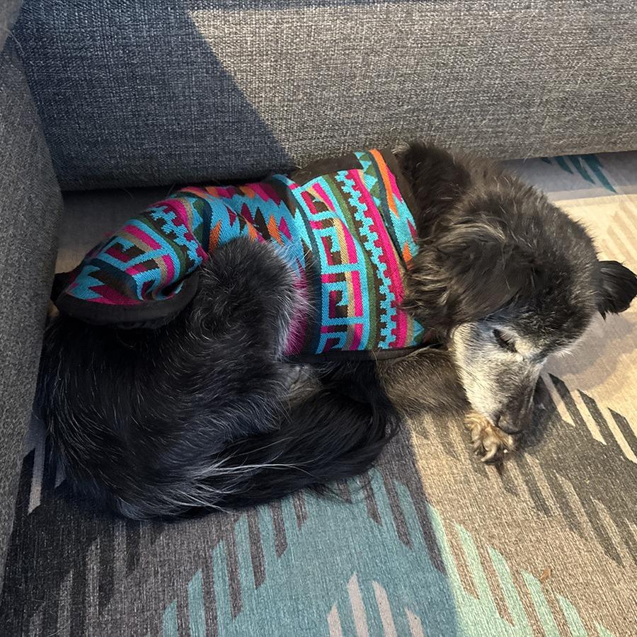 Enlarge Granny Girl, a Adoptable Australian Shepherd in Tuba City, AZ image 1/6