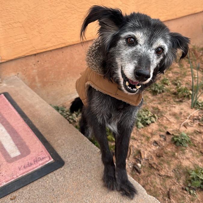 Enlarge Granny Girl, a Adoptable Australian Shepherd in Tuba City, AZ image 2/6