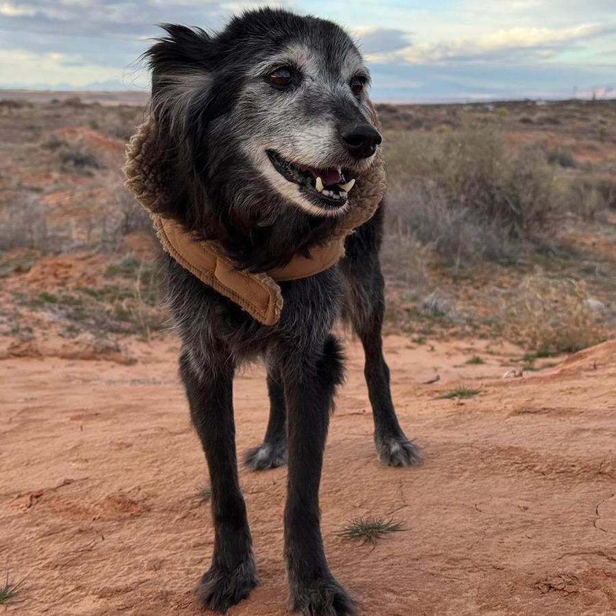 Enlarge Granny Girl, a Adoptable Australian Shepherd in Tuba City, AZ image 3/6