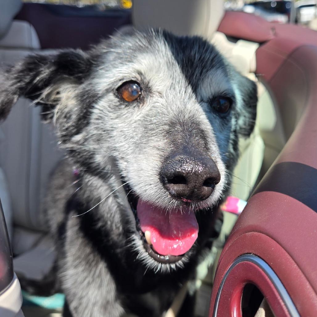 Enlarge Granny Girl, a Adoptable Australian Shepherd in Tuba City, AZ image 4/6