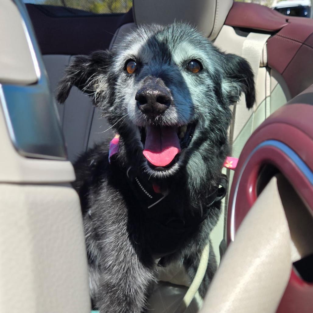 Enlarge Granny Girl, a Adoptable Australian Shepherd in Tuba City, AZ image 5/6