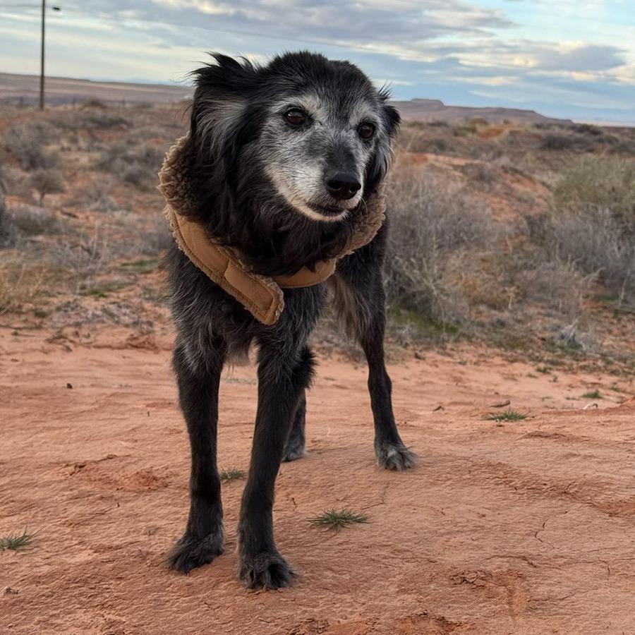 Enlarge Granny Girl, a Adoptable Australian Shepherd in Tuba City, AZ image 6/6