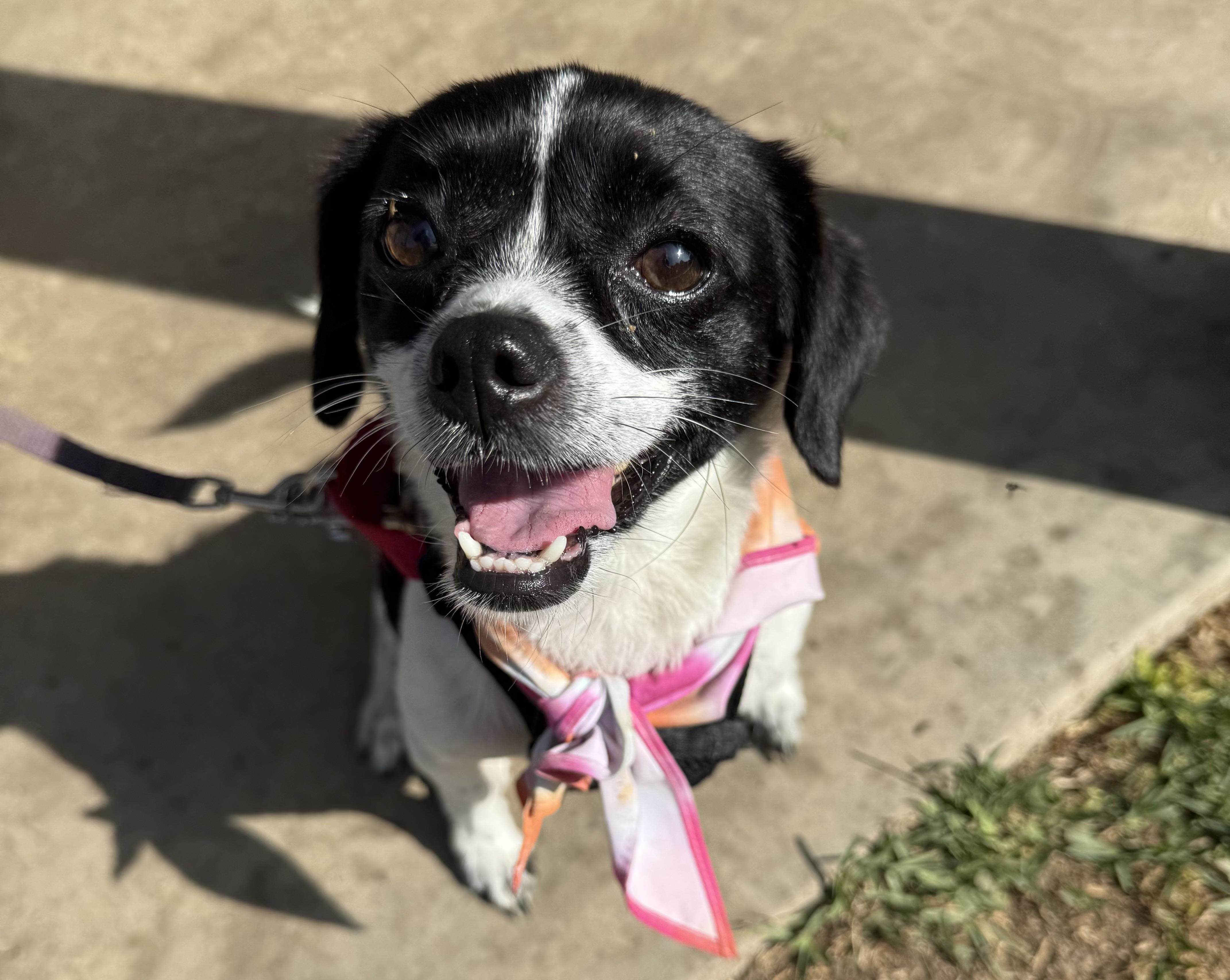 Enlarge POPPY, an adopted mixed breed in San Clemente, CA image 2/5