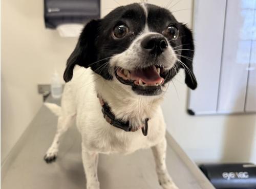Enlarge POPPY, an adopted mixed breed in San Clemente, CA image 4/5