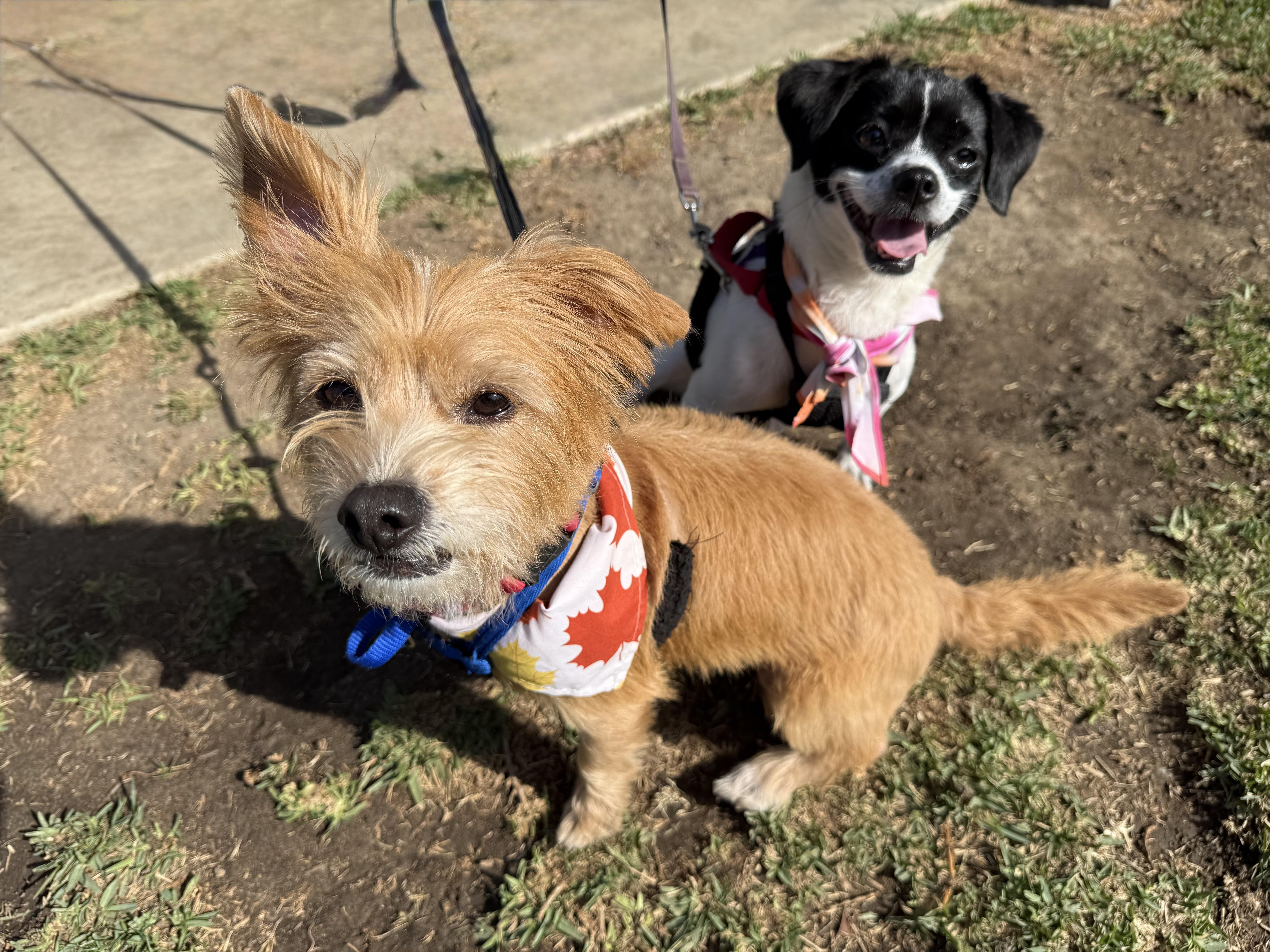 Enlarge POPPY, an adopted mixed breed in San Clemente, CA image 3/5