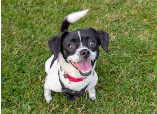 Enlarge POPPY, an adopted mixed breed in San Clemente, CA image 1/5