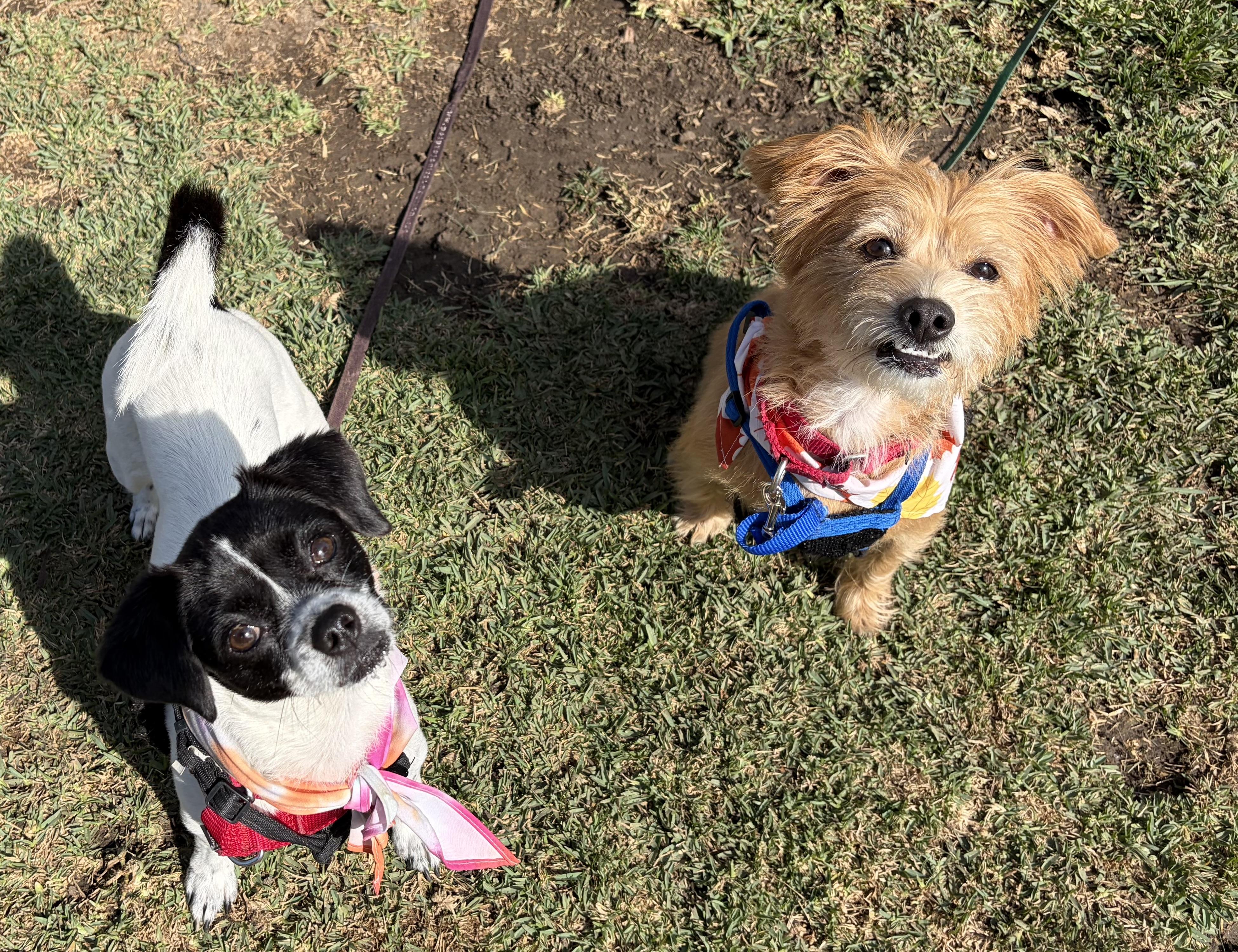 Enlarge POPPY, an adopted mixed breed in San Clemente, CA image 5/5