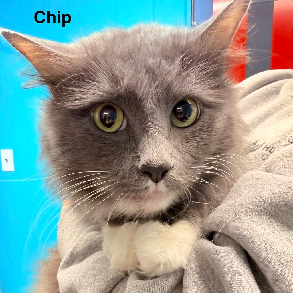 Enlarge Chip, a Adopted mixed breed in Utica, MI image 1/1