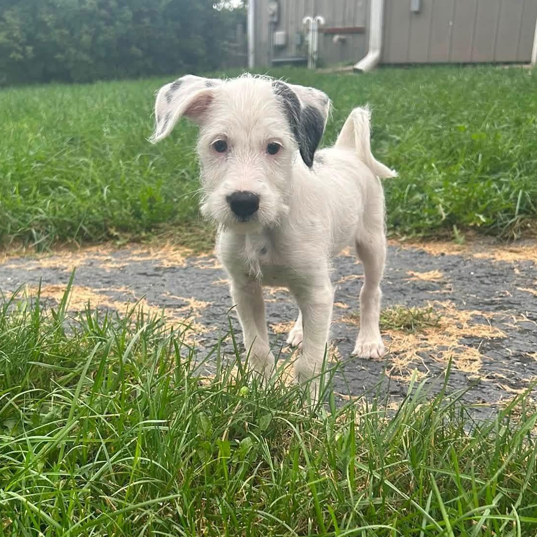 Enlarge America, a Adopted mixed breed in McHenry, IL image 1/2