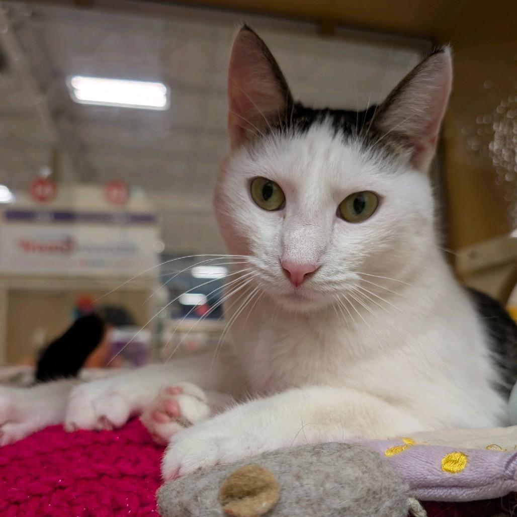Snow, Adoptable, Adult Female Domestic Short Hair.