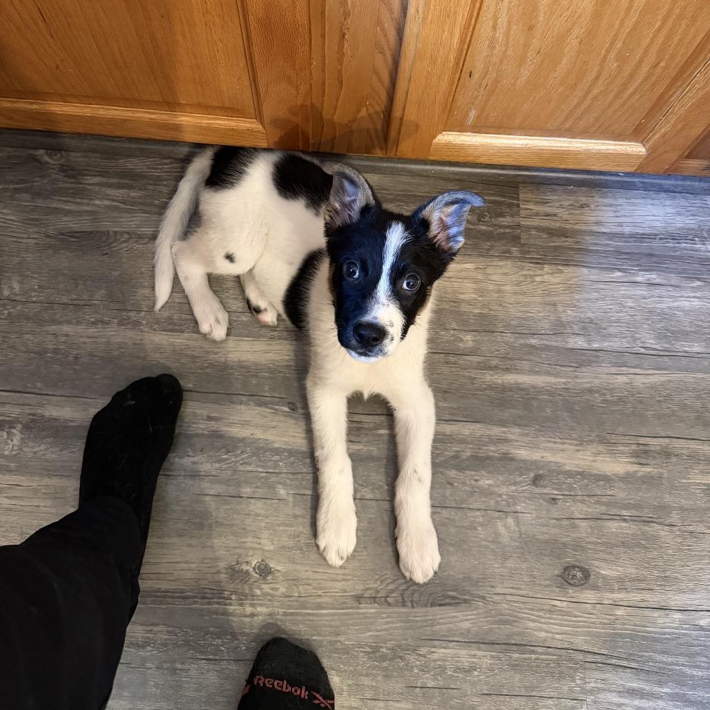 Enlarge Pepper, a Adoptable mixed breed in Northville, MI image 1/4