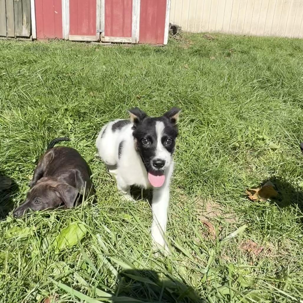 Enlarge Pepper, a Adoptable mixed breed in Northville, MI image 2/4