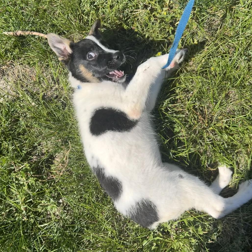 Enlarge Pepper, a Adoptable mixed breed in Northville, MI image 4/4