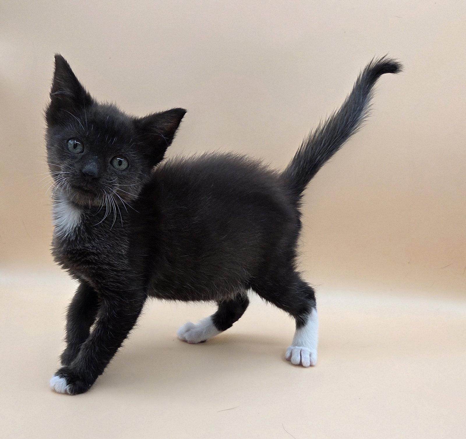 Beans, a Adopted mixed breed in Magnolia Springs, AL image 1/3