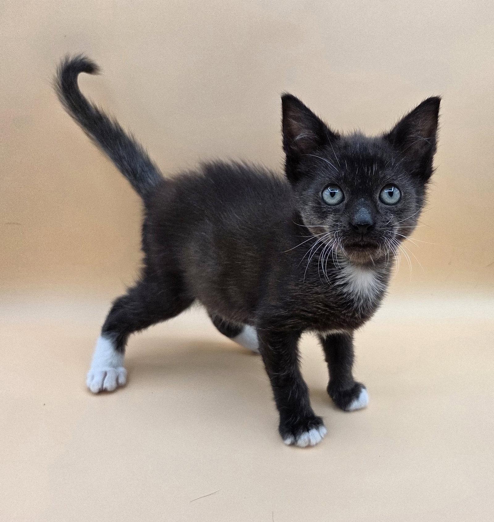 Beans, a Adopted mixed breed in Magnolia Springs, AL image 2/3