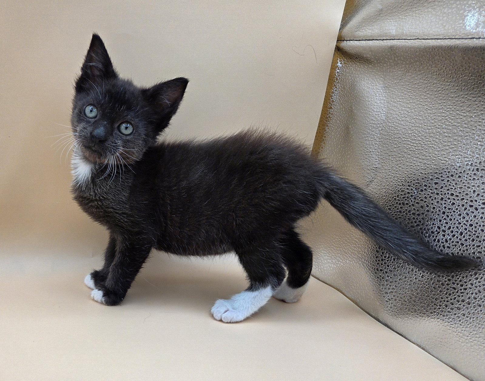 Beans, a Adopted mixed breed in Magnolia Springs, AL image 3/3