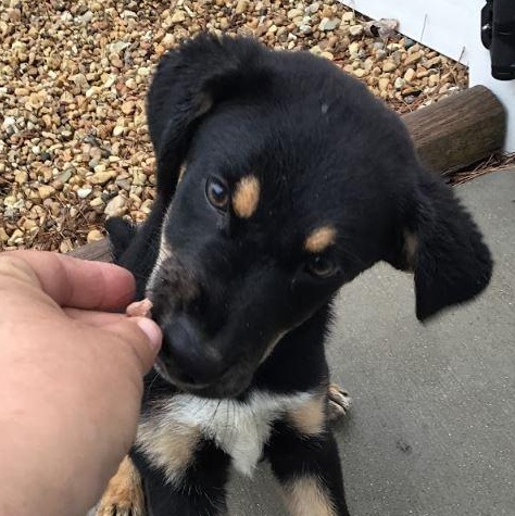 Enlarge MARIO, a Adopted mixed breed in West Chicago, IL image 4/5