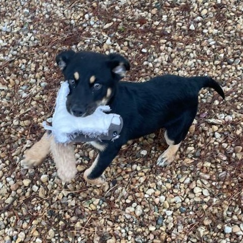 Enlarge MARIO, a Adopted mixed breed in West Chicago, IL image 2/5
