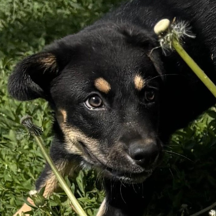 Enlarge MARIO, a Adopted mixed breed in West Chicago, IL image 5/5
