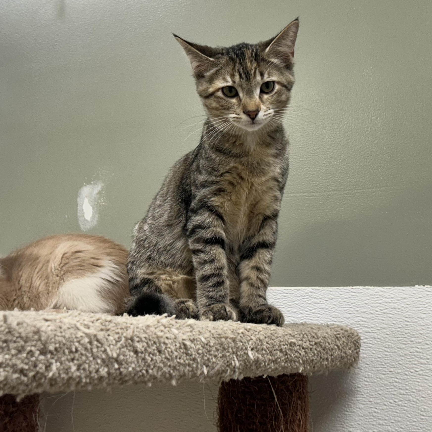 NORIE, an adoptable mixed breed in Wilmington, OH image 3/4