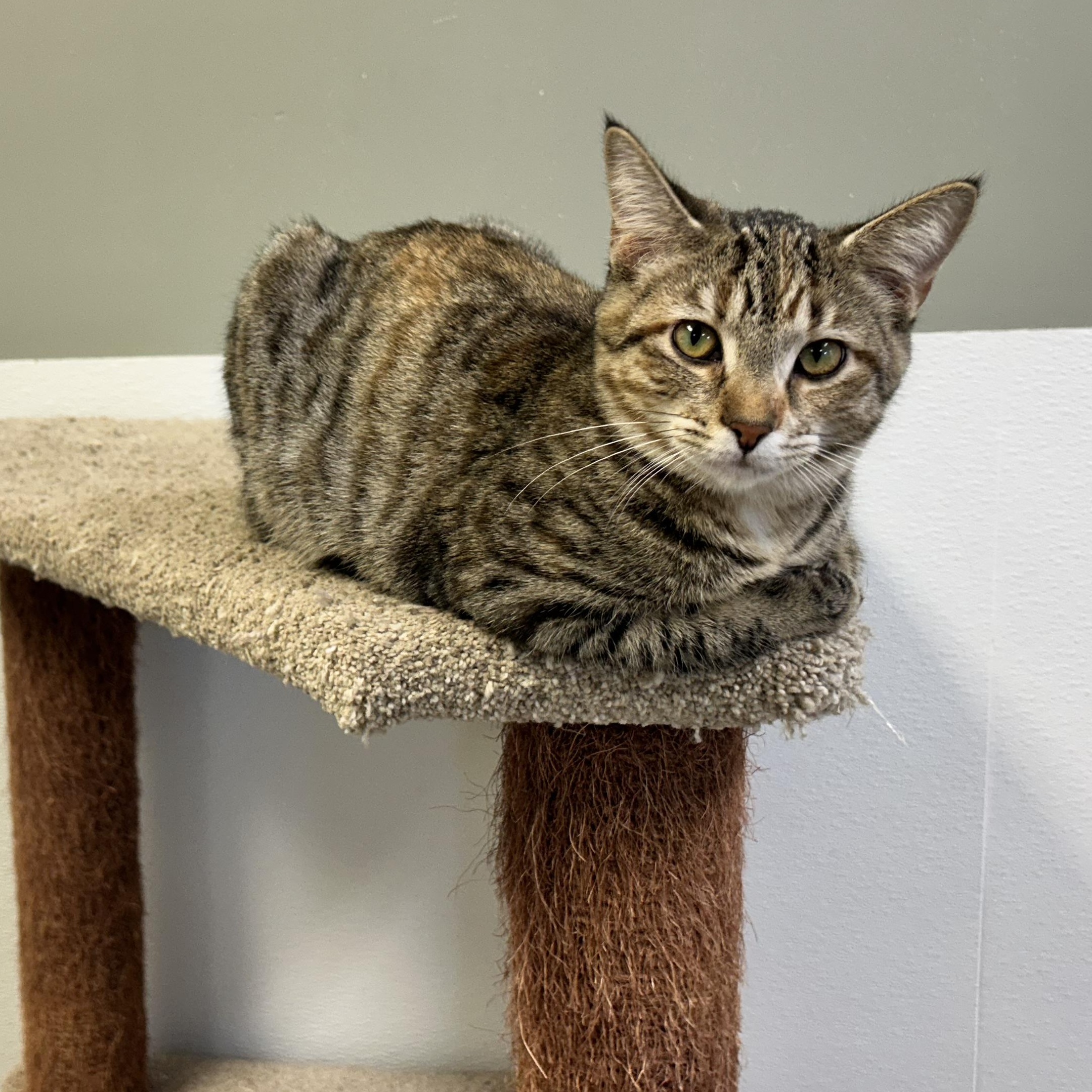 NORIE, Adoptable, Kitten Female Domestic Short Hair & Domestic Medium Hair.