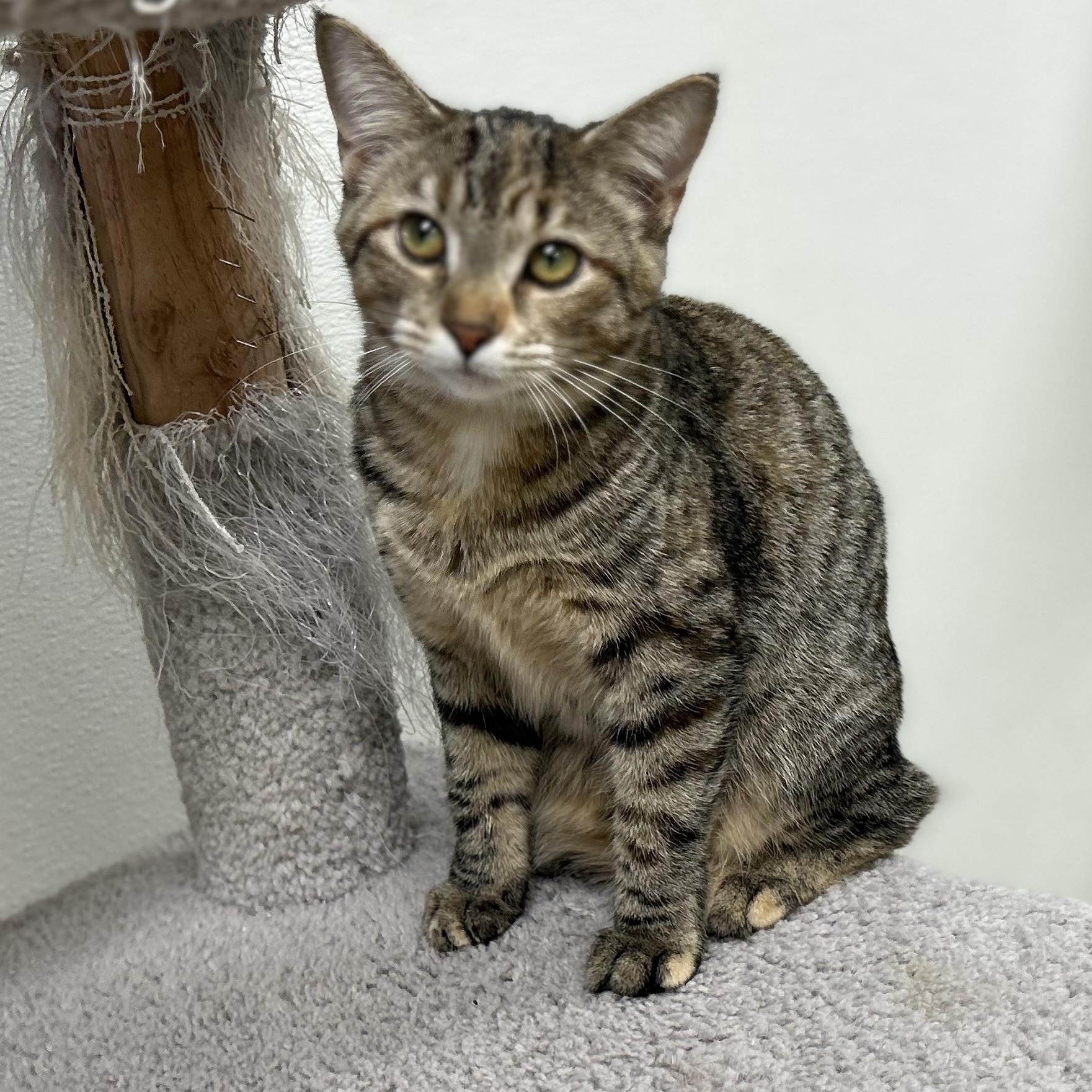 Enlarge NORIE, a Adoptable mixed breed in Wilmington, OH image 2/6
