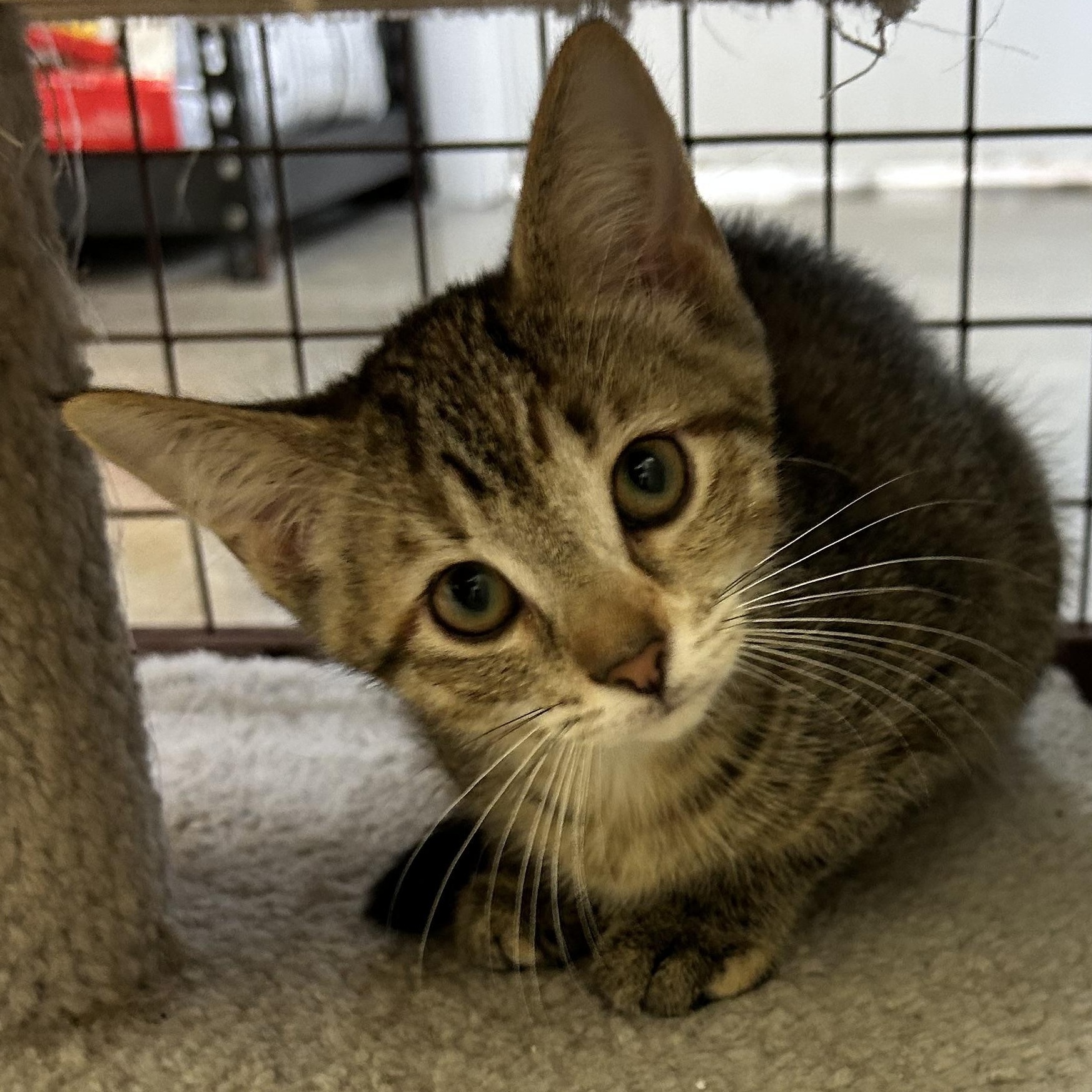 NORIE, an adoptable mixed breed in Wilmington, OH image 4/4
