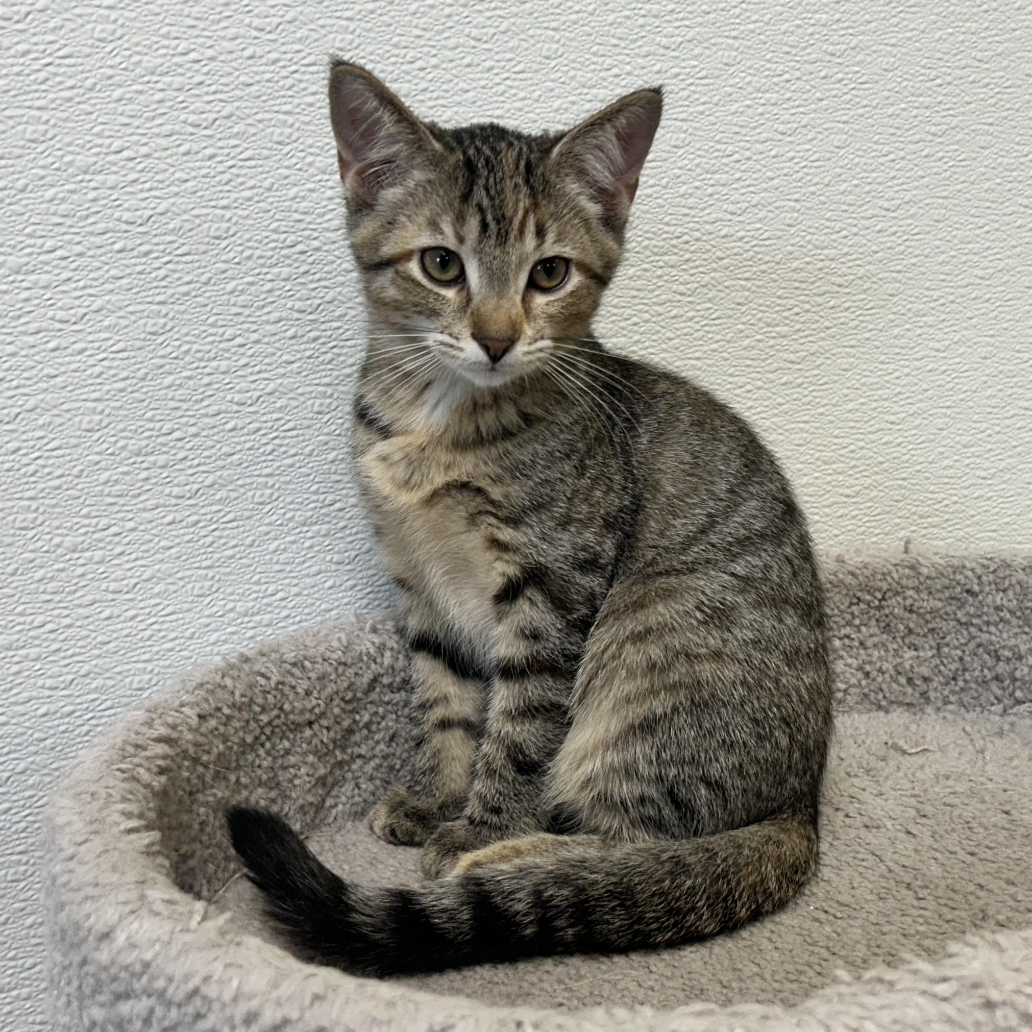 NORIE, adoptable, Kitten Female Domestic Short Hair & Domestic Medium Hair.