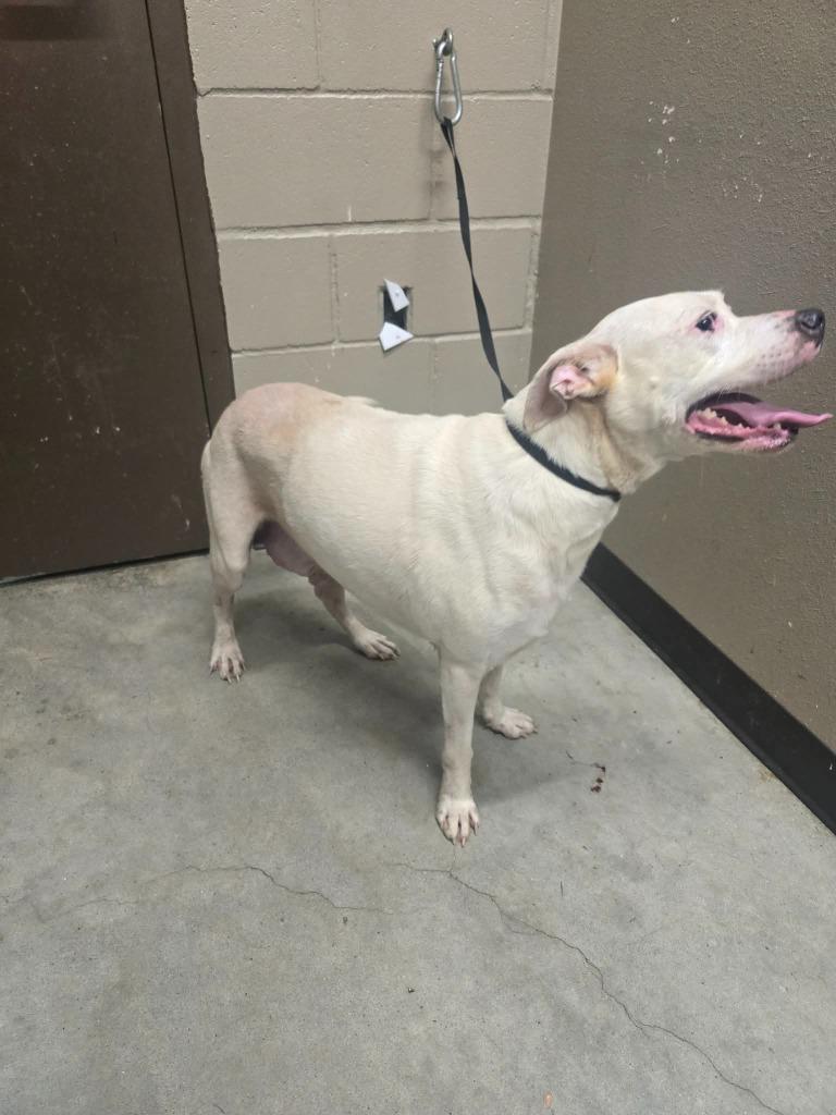 Bert, Adoptable, Young Male Labrador Retriever & Pit Bull Terrier.