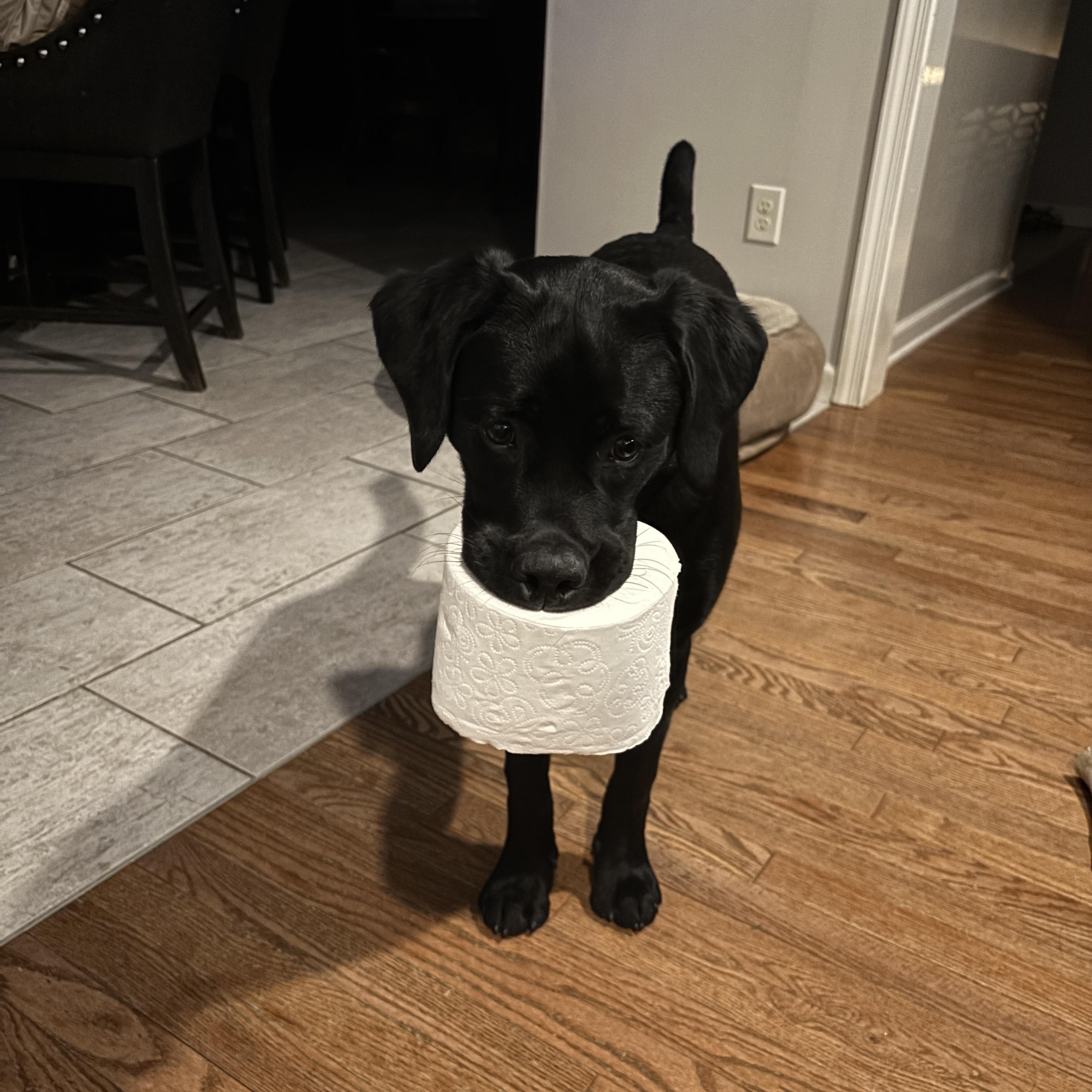 Lakota #3603, an adopted Labrador Retriever in Warrington, PA image 3/4