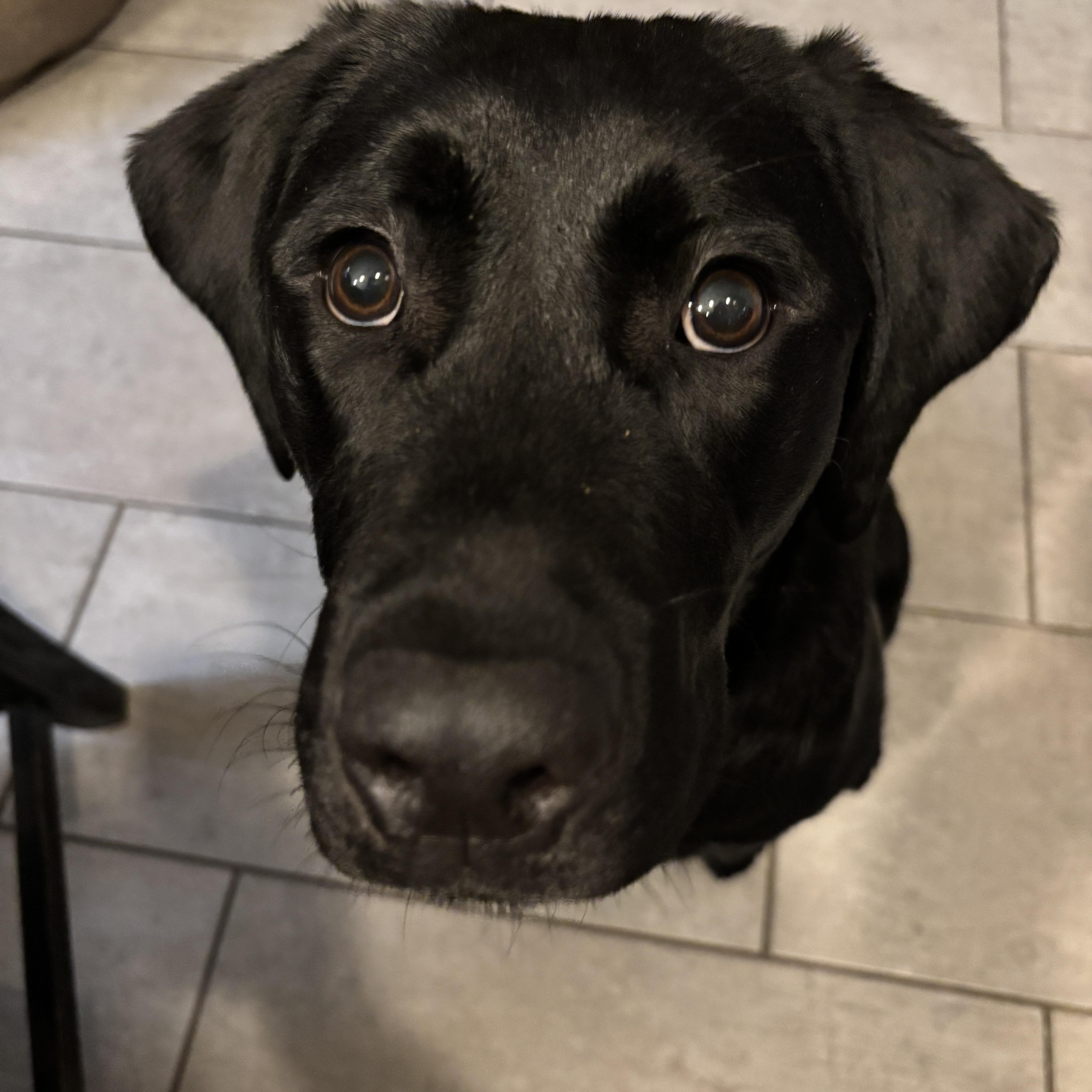Lakota #3603, an adopted Labrador Retriever in Warrington, PA image 4/4