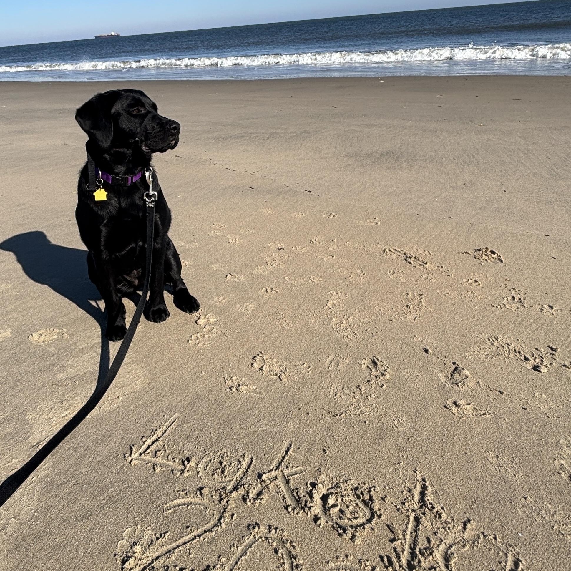 Lakota #3603, an adopted Labrador Retriever in Warrington, PA image 2/4