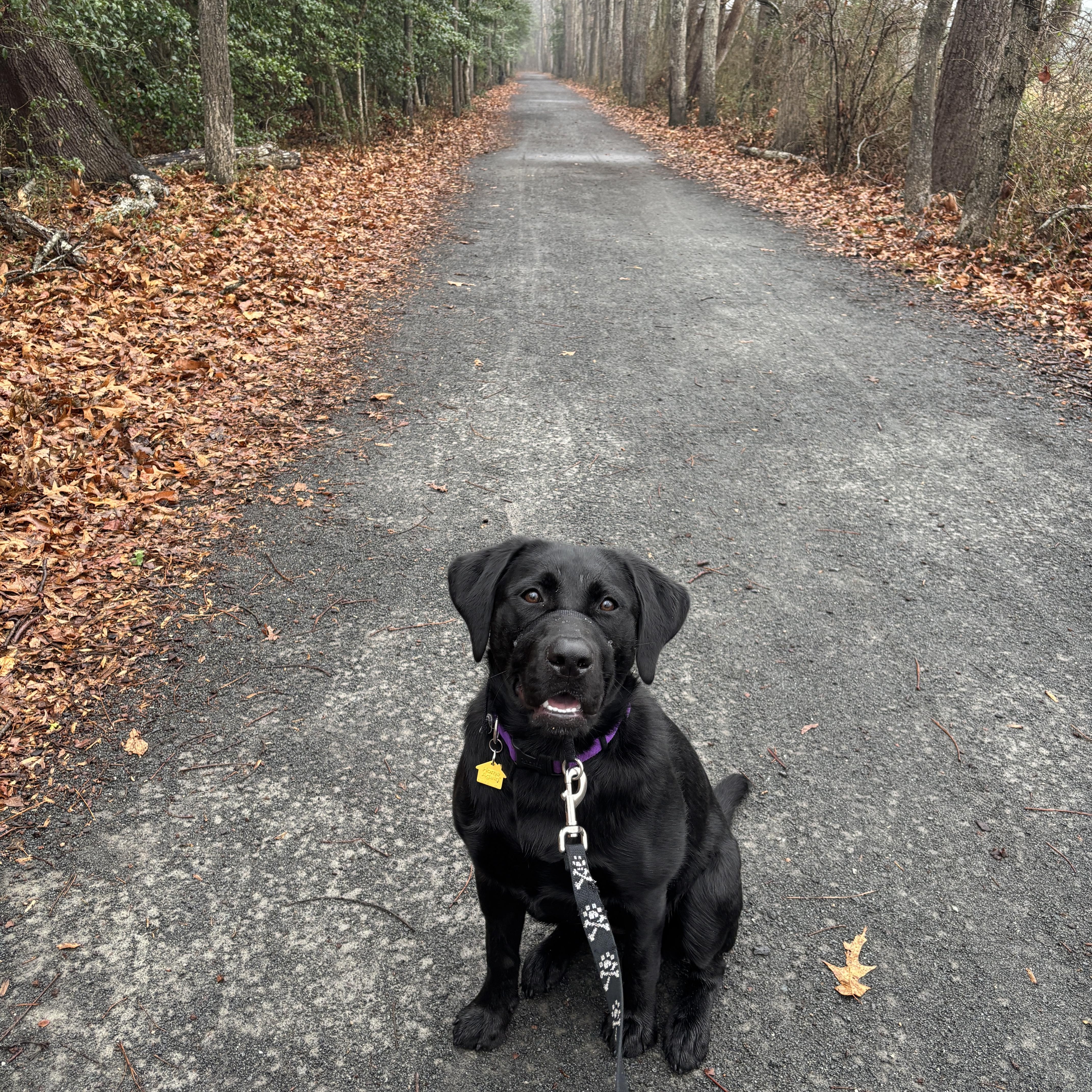 Lakota #3603, Adoptable, Puppy Female Labrador Retriever.