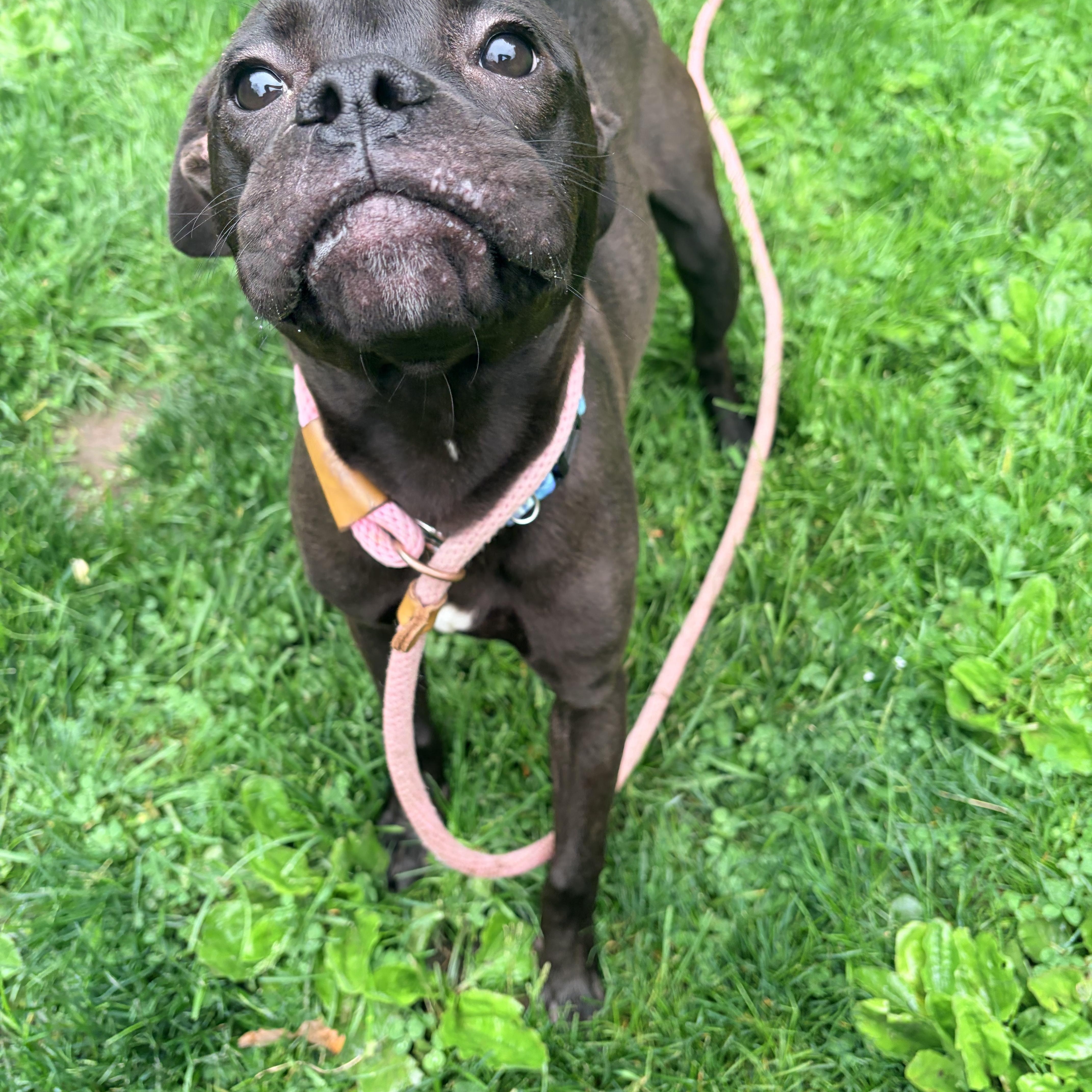 Enlarge Nugget, an adopted mixed breed in White Oak, PA image 4/6