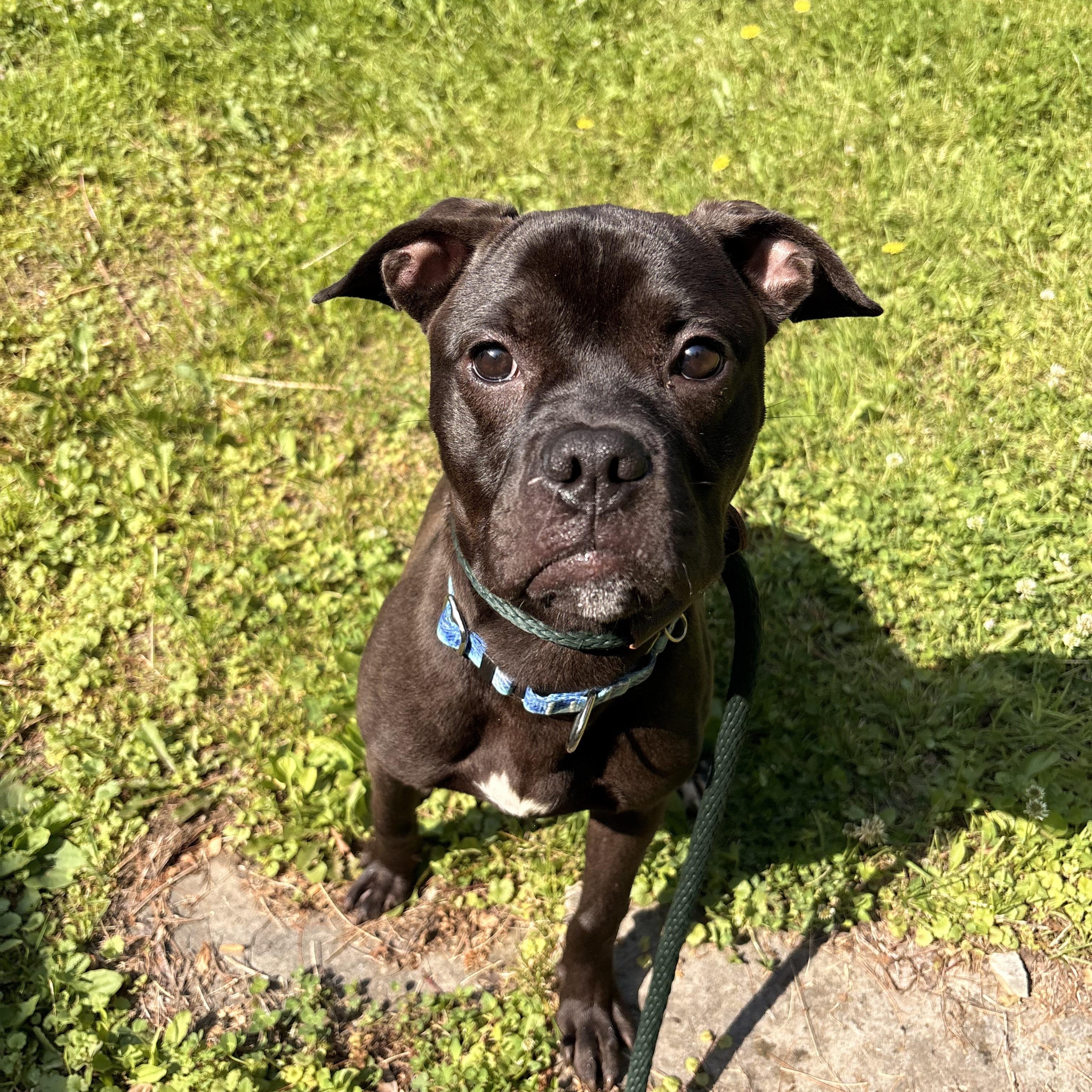 Nugget, adopted, Puppy Male Pit Bull Terrier.