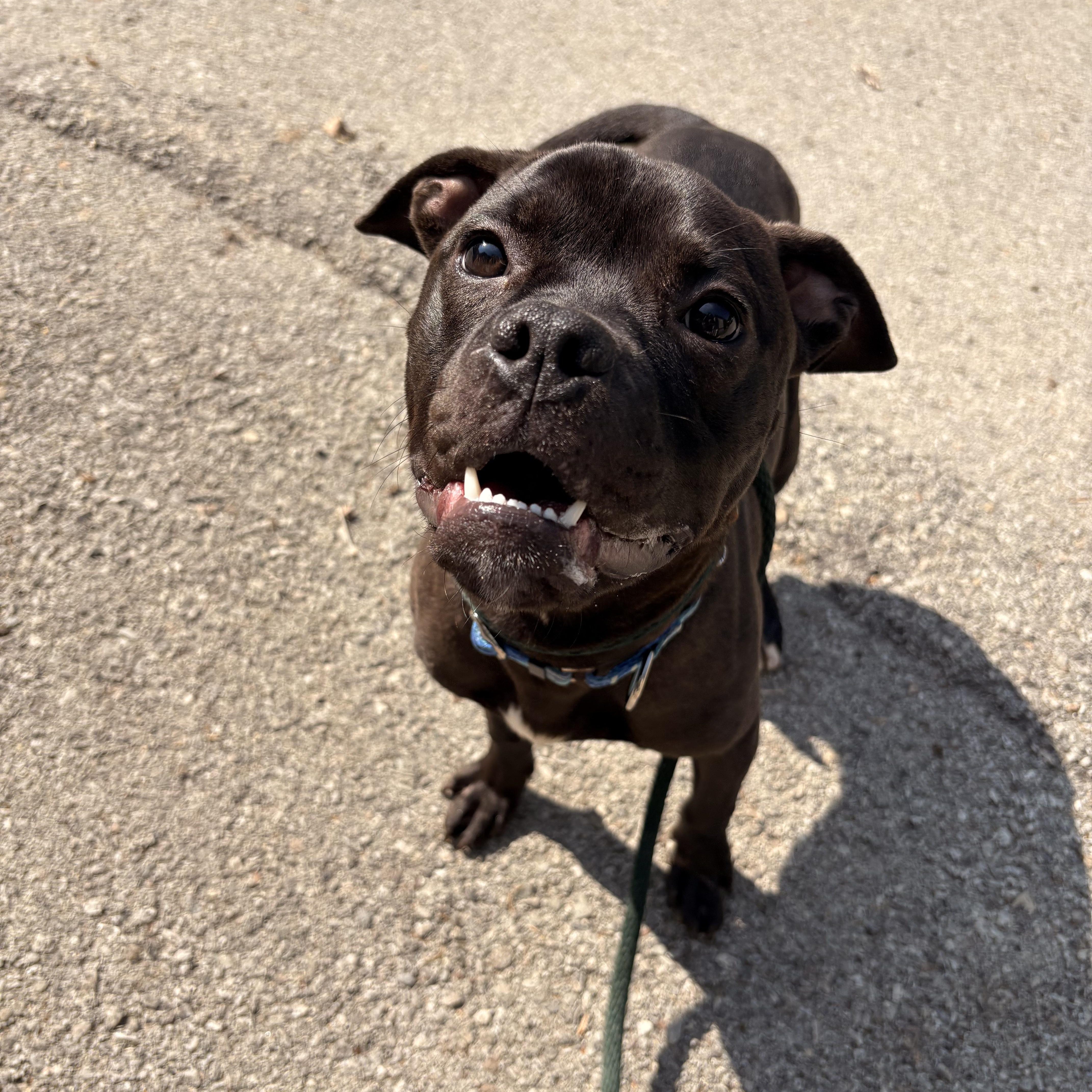 Enlarge Nugget, an adopted mixed breed in White Oak, PA image 6/6